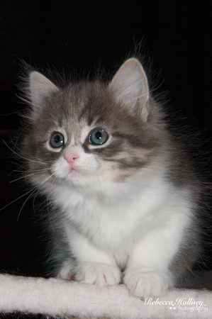 Katz/Nia Siberian Kittens 8 weeks