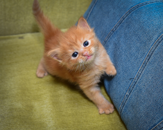 Dark Red Boy 4 weeks old