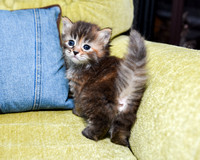 Torbie girl 4 weeks old (1)