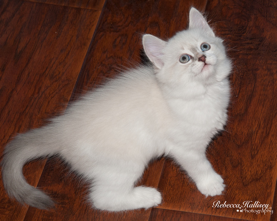 Katz/Nia Siberian Kittens 8 Weeks