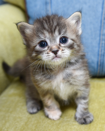 Torbie girl 4 weeks old (4)