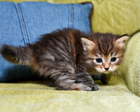 Torbie girl 4 weeks old (5)