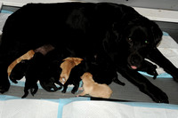 Fannie/Yeager pups 2 days old