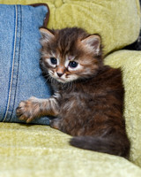 Torbie girl 4 weeks old (3)