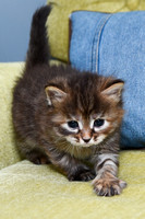 Torbie girl 4 weeks old (3)