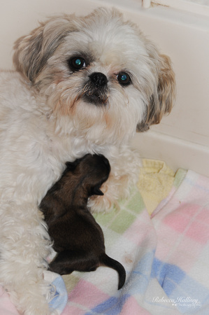 Gingi with 1 day old puppy