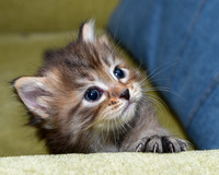 Torbie girl 4 weeks old (5)