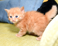 Dark Red Boy 4 weeks old