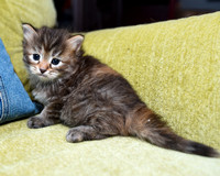 Torbie girl 4 weeks old (2)