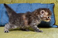 Torbie girl 4 weeks old (5)