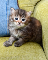 Torbie girl 4 weeks old (2)